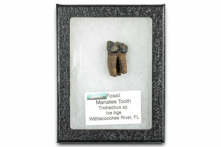 Pleistocene Fossil Manatee (Trichechus) Tooth - Florida #336172